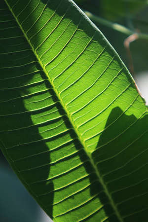 leaves of Plumeria Frangipani against the sunlight to show detailsの写真素材