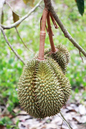 The King of Fruits: Durian is hanging on brunch tree at Durian Farmの写真素材