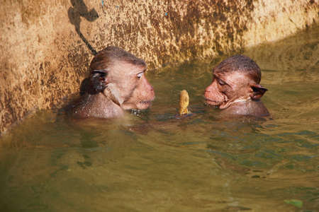 The swimming monkeys ,Watching their frolicking antics is just like watching a gang of kids pushing each other into a swimming pool, chasing underwater, splashing and having fun.の写真素材