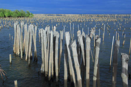 Bamboo Wall Sea Wave Breaker ,Shore Line and Mangrove Forest Protector , Samutsakorn, Thailandの写真素材