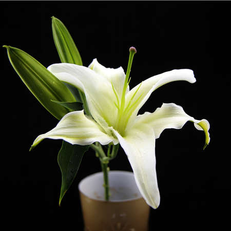 Bouquet of white lilies in a jar , isolated on black backgroundの写真素材