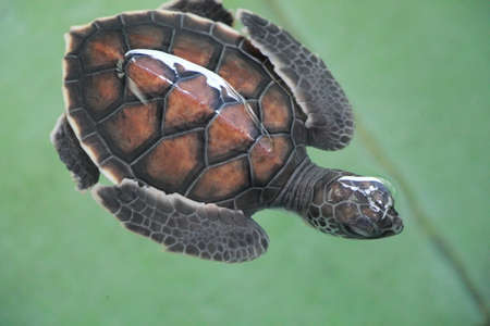 Close-up top view of a young Green sea turtle (Chelonia mydas) floating on the surface of water a...