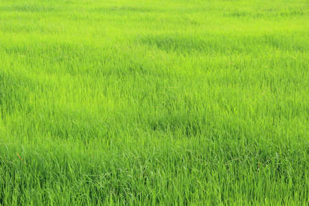 Green Rice Field in a rainy seasonの写真素材