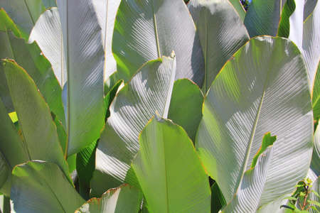 Green cigar leaf or calathea luteaの写真素材