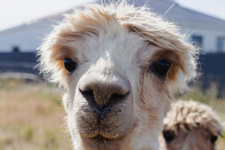 Alpaca with curious expression New Zealand afternoon no people outside animal