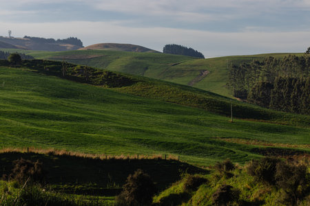 Verdant Hills and Forests in Countryside