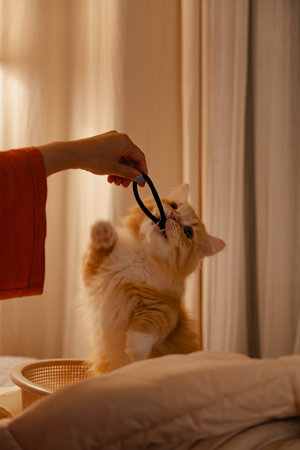 Cute ginger cat playing with a stethoscope at home.