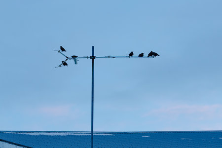Birds Perched on Weather Vane Iceland no people outside