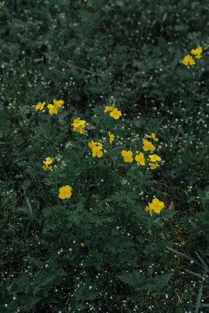 Tropical Farmhouse Surrounded by Palm Trees and Greeneryの写真素材