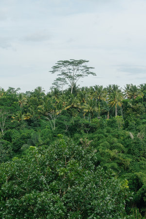 Vast Tropical Forest with Tall Treesの写真素材
