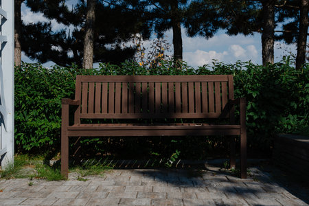 Park bench under pine trees on a sunny day
