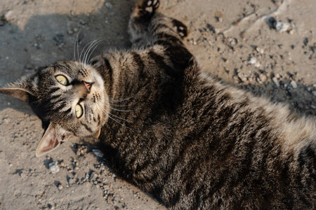 Stray cat lying on the groundの写真素材