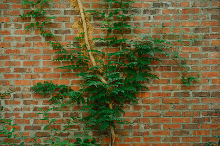 Climbing vines on a brick wall