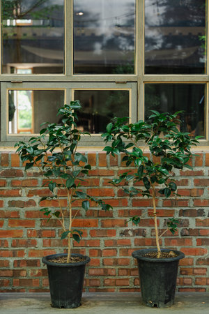 Two Potted Plants Against Brick Wall with Windowの写真素材