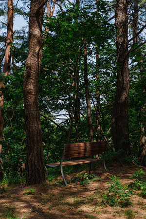 Empty wooden bench in a forest clearingの写真素材