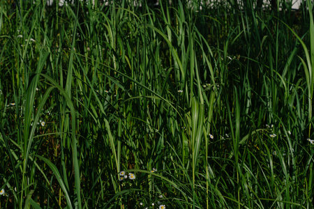 Lush green grass with small white flowersの写真素材