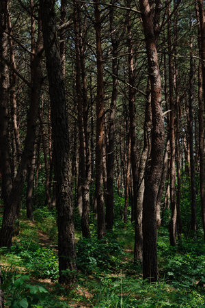Tall trees in a dense forest with green undergrowthの写真素材