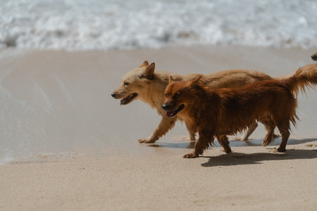 Dogs playing and running along the shore of a sunny beachの写真素材
