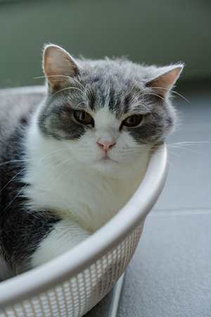 Gray and white cat resting in a basket with a serene expressionの写真素材