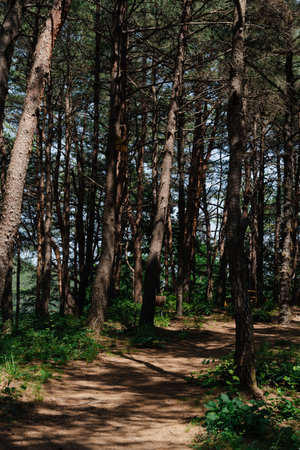 Forest path surrounded by tall trees and foliage