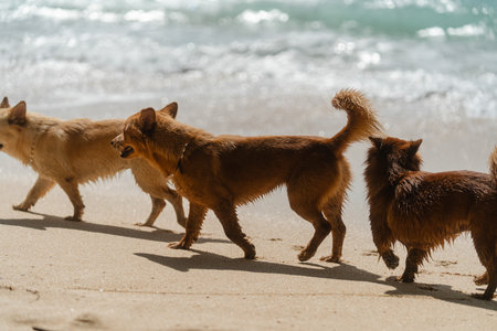 Dogs walking along the shore of a sunny beach by the ocean