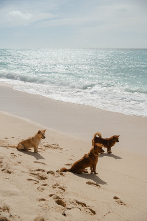 Three Dogs Sitting on a Sunny Beachの写真素材