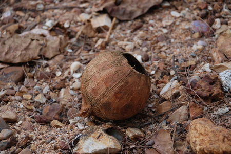Coconut shellの写真素材
