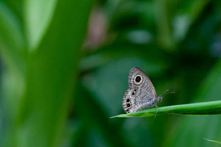 butterfly on leave with green boken background