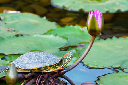 turtle resting on leave of a water lilyの写真素材