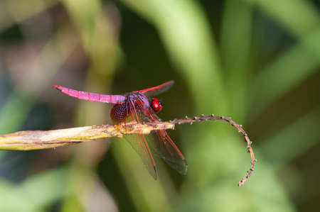 close up of a red dragonfly on leafの写真素材