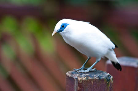 a white bird is finding food on a wooden fenceの写真素材