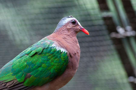 close up protrait of a cute green doveの写真素材