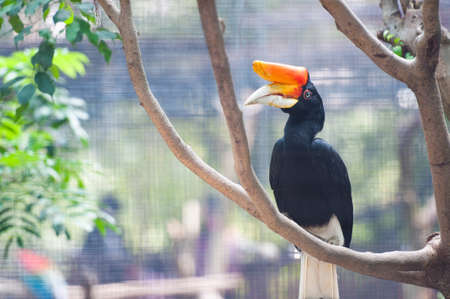 a tropical big bird with big orange beakの写真素材