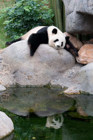a giant panda sleeping on rock near waterの写真素材