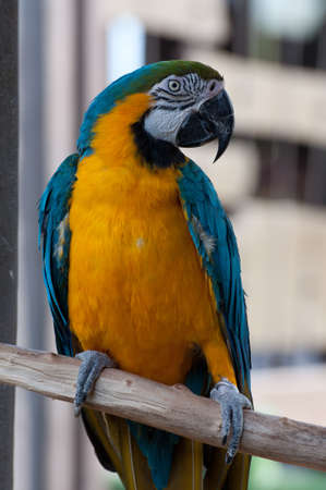 close up of a blue wing yellow chest parrot