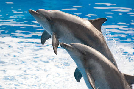 cute dolphin is jumping out of waterの写真素材