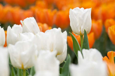 an outstanding white tulip on tulip gardenの写真素材