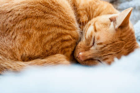 a cute brown cat sleeping peacefully on bedの写真素材