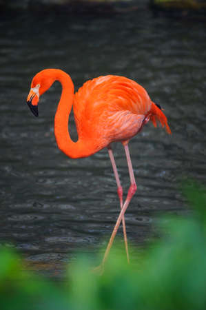 American flamingo