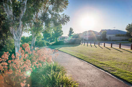 Sunshine on a park with flower blosson and grassの写真素材