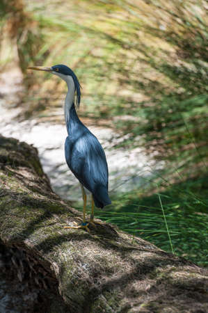 A blue feather bird standing on a woodの写真素材