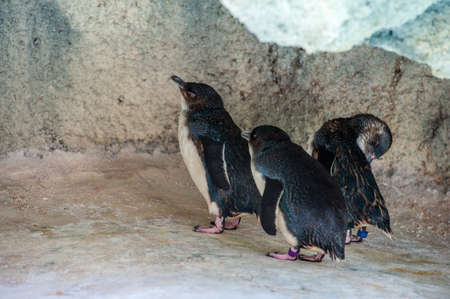 Three little penguins standing on the rockの写真素材