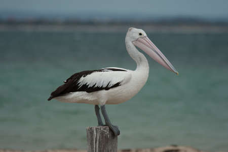 Pelican Standing on Woodの写真素材