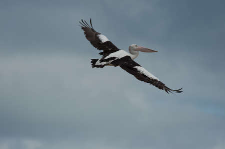 Big Pelican Flyingの写真素材