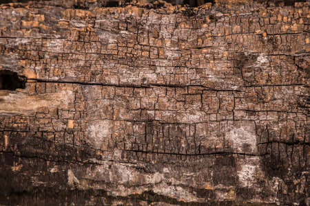 texture of bark wood use as natural background