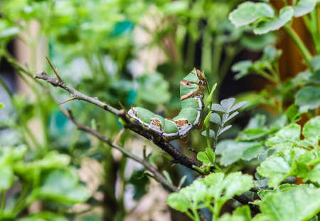 Caterpillars on trees Bangkok thailand