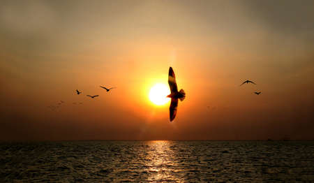 Beautiful sunset over the sea with seagull on foreground silhouettes on pierの写真素材