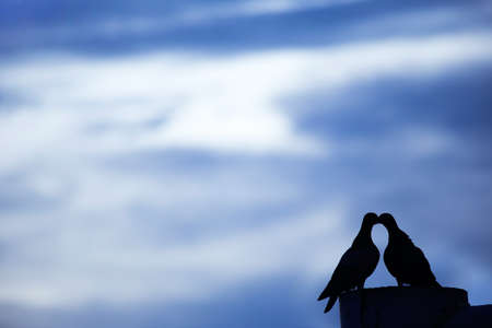 silhouette couples pigeon or doves on blue sky