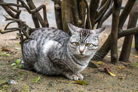 Gray cat sittingの写真素材