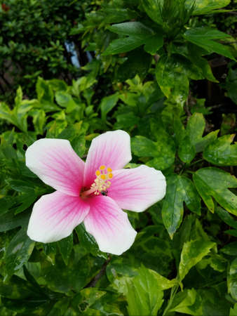 Hibiscus flower in the gardenの写真素材